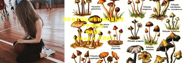 дживик Осташков
